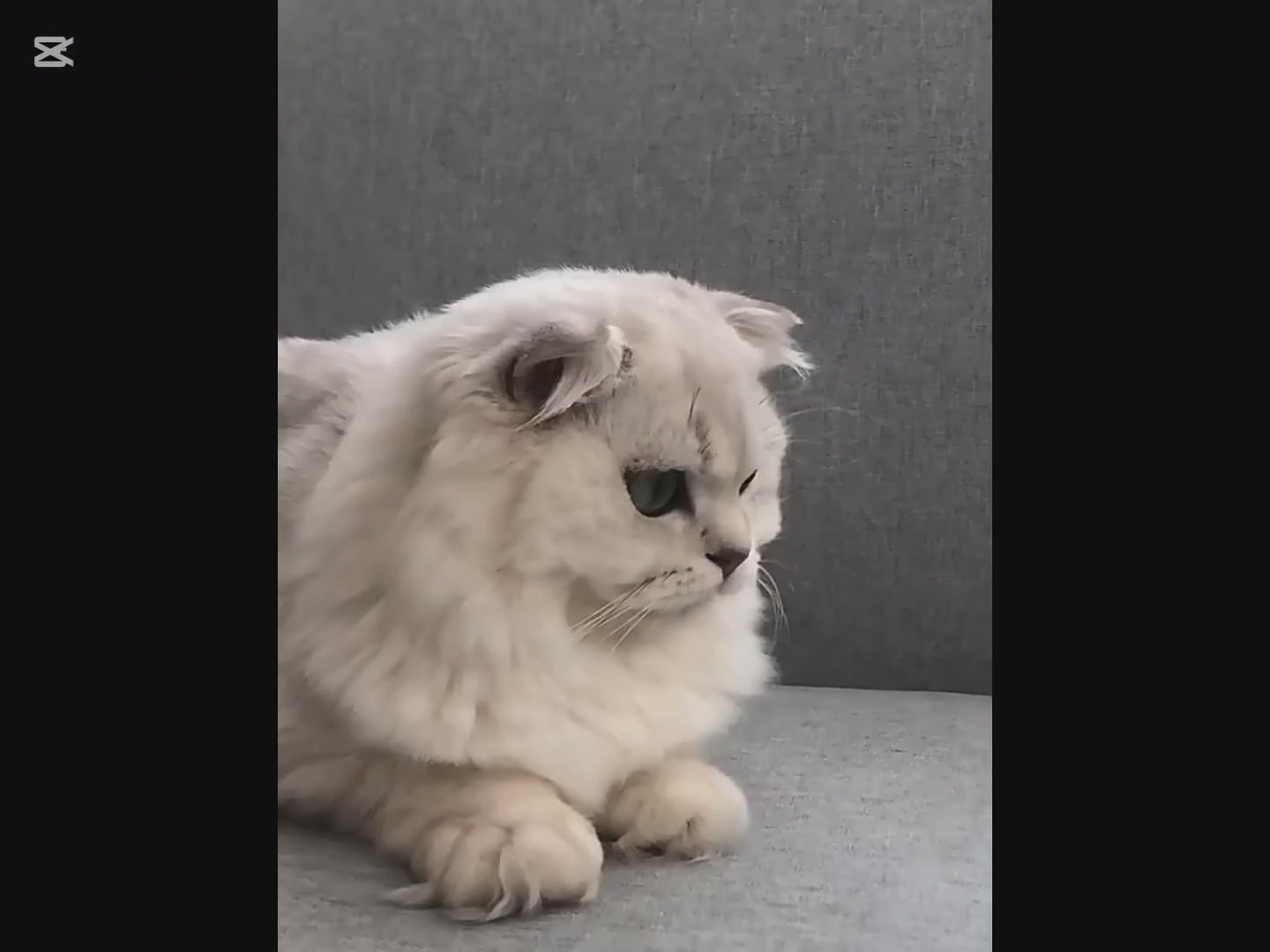 FUENTE DE AGUA PARA GATOS